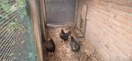 Barnevelder krielhennen, Dieren en Toebehoren, Pluimvee, Vrouwelijk, Kip