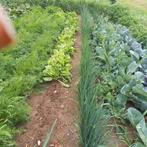 Te koop prei planten 0.10, Ophalen of Verzenden, Overige soorten