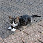 Jonge poesjes, Dieren en Toebehoren, Katten en Kittens | Overige Katten, Poes