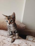 Mooie Xing Ragdoll.kittens, Dieren en Toebehoren, Katten en Kittens | Overige Katten, Meerdere dieren, Kortharig, 0 tot 2 jaar