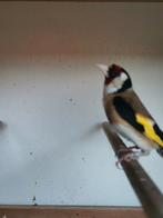 Bloem putter., Dieren en Toebehoren, Vogels | Overige Vogels, Mannelijk, Wildzangvogel, Geringd