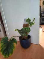 Philodendron plowmanii met mospaal en buitenpot, Huis en Inrichting, Ophalen of Verzenden, Halfschaduw, Minder dan 100 cm