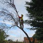 Boomverzorgen kappen snoeien, Tuin en Terras, Ophalen, Volle zon, Overige soorten