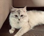 Dekkater - ragdoll 1,5jr - gezond met ervaring- niet te koop, Dieren en Toebehoren, Katten en Kittens | Dekkaters, 0 tot 2 jaar