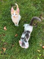 Kittens, Dieren en Toebehoren, Katten en Kittens | Overige Katten, Meerdere dieren, Kortharig, 0 tot 2 jaar
