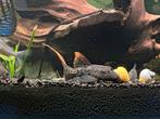L273 pleco, Dieren en Toebehoren, Vis