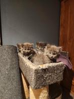 Kittens! Ragdoll x maine coon..nog 1 poesje beschikbaar, Meerdere dieren, Ontwormd, 0 tot 2 jaar