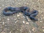 Pituophis melanoleucus lodingi., Dieren en Toebehoren, Reptielen en Amfibieën, Slang, 0 tot 2 jaar