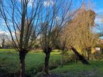 Wilgentenen 7 meter lang, Tuin en Terras, Ophalen, Volle zon, Overige soorten