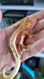 Wimpergekko crested gecko vrouw RED LW, Hagedis, 0 tot 2 jaar