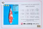 Showa - 43cm - Dainichi - female met certificaat, Karper of Koi