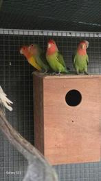 Collies te koop, Dieren en Toebehoren, Vogels | Parkieten en Papegaaien, Meerdere dieren, Papegaai