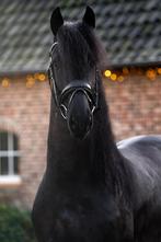 PYTER FB35 ter dekking, Dieren en Toebehoren, Hengst