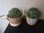 2x Nep Buxus Bollen in Mand, Huis en Inrichting, Ophalen of Verzenden