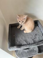 Britse korthaar kittens, Gechipt
