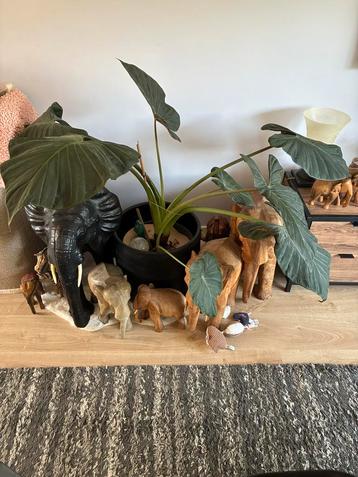 Grote groene kamerplant met pot beschikbaar voor biedingen