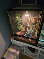 Terrarium met 2 wimpergekko's, Dieren en Toebehoren, Reptielen en Amfibieën, 0 tot 2 jaar, Hagedis, Met terrarium