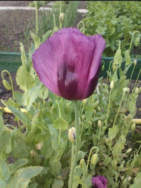 Papaver somniferum Coralla V. Major zaden, Tuin en Terras, Bloembollen en Zaden, Zaad, Voorjaar, Volle zon, Ophalen of Verzenden
