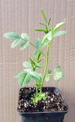 Zoethout plantjes, Volle zon, Vaste plant, Zomer, Ophalen
