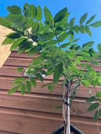 Wisteria Okayama 210cm - Blauwe Regen, Lente, 100 tot 250 cm, Volle zon, In pot