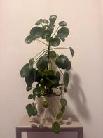 Pannenkoekenplant Pilea Peperomioides met stekjes incl. pot, Ophalen, Binnen