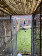 Diverse rosella en bleekkoppen, Meerdere dieren, Parkiet