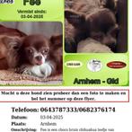 Vermist onze fee, Dieren en Toebehoren, 6 jaar of ouder, Teef, Eén hond, Chihuahua