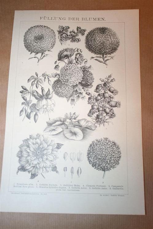 Antieke prent - Diverse bloeiende bloemen - Ca 1885 !!, Verzamelen, Foto's en Prenten, Gebruikt, Voor 1940, Ophalen of Verzenden