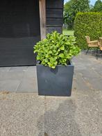 6 bloembakken, Tuin en Terras, Ophalen, Minder dan 60 cm, Vierkant, Zo goed als nieuw