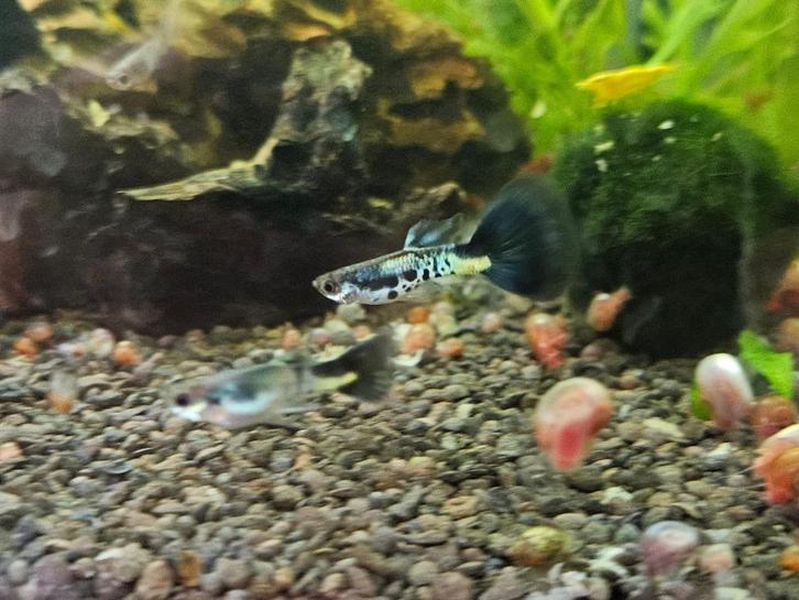 Galaxy Blue Tail rasguppy's! Raszuiver., Dieren en Toebehoren, Vissen | Aquariumvissen, Zoetwatervis, Vis