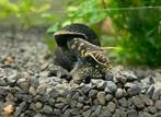 Tylomelania Yellow spot - Aquarium slakken - slak, Slak of Weekdier, Zoetwatervis