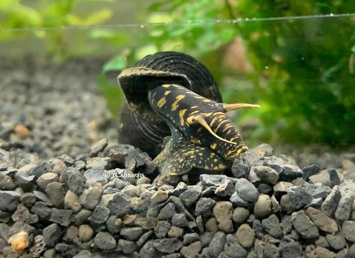 Tylomelania Yellow spot - Aquarium slakken - slak, Dieren en Toebehoren, Vissen | Aquariumvissen, Zoetwatervis, Slak of Weekdier