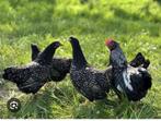 Eendagskuikens dubbelgezoomde barnevelder zilver!, Dieren en Toebehoren, Pluimvee, Vrouwelijk, Kip