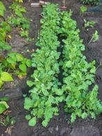 Boerenkool planten | Planten | Boerenkool | Koolplanten, Ophalen, Eenjarig, Groenteplanten