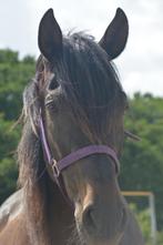 Knappe en lieve 11 jarige ruin, 1,58 mtr., Dieren en Toebehoren, Paarden, Gechipt, Minder dan 160 cm, B, Ruin
