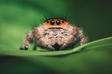 Springspin | Springspinnen | Phidippus regius