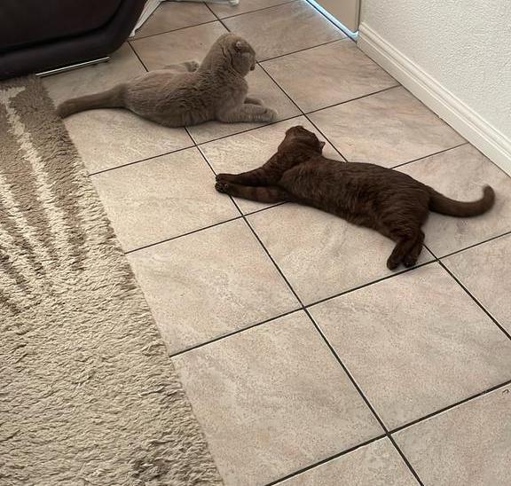 oppas aangeboden, Dieren en Toebehoren, Katten-accessoires, Ophalen of Verzenden