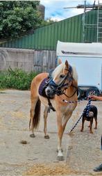 Haflinger + 2 hackney's, Dieren en Toebehoren, Ruin