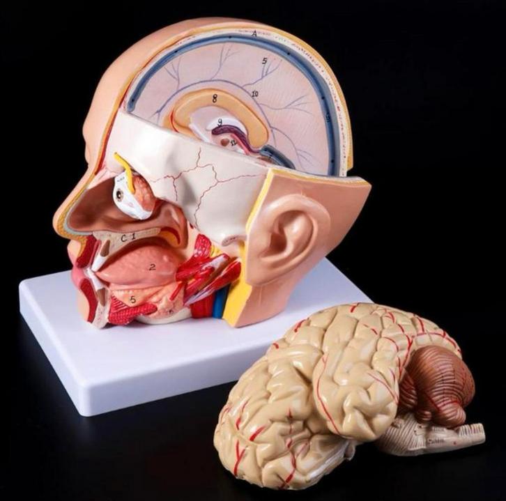 Menselijk Hoofd Anatomie Model – Brein & Slagaders, Diversen, Schoolbenodigdheden, Nieuw, Verzenden
