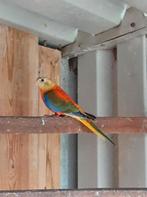 Turquoisine, Dieren en Toebehoren, Vrouwelijk, Parkiet, Geringd