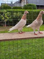 Almond postduiven