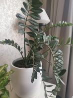 Zamioculcas Zamiifolia, Ophalen, Overige soorten, Minder dan 100 cm