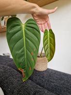 Philodendron Esmeraldense XL stek, Ophalen, Overige soorten, Minder dan 100 cm