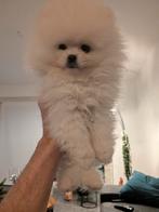 Witte Pomeriaan pup!, Dieren en Toebehoren, België, Particulier, Keeshond, Reu