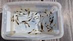 Gup guppy guppies, Vis