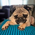 Knuffelkont van een pug zoekt knus plekje, 6 jaar of ouder, Eén hond, Nederland, Particulier