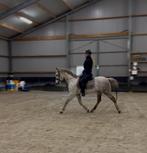 Cruzado merrie 7 jaar, Dieren en Toebehoren, Merrie, 3 tot 6 jaar