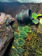 Rhaphidhophora tenuis silver stek