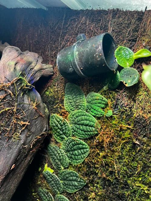 Rhaphidhophora tenuis silver stek, Dieren en Toebehoren, Reptielen en Amfibieën