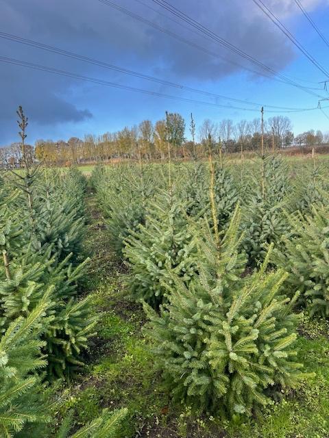 Kerstbomen opruiming !, Diversen, Kerst, Ophalen